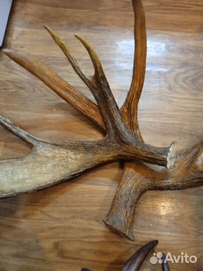 Рога лося продам