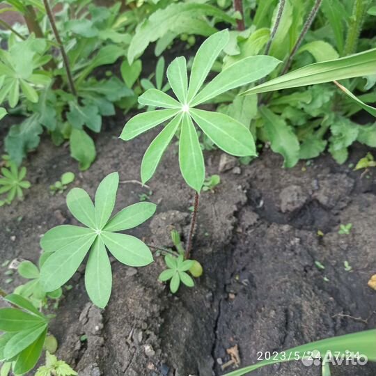 Саженцы люпин