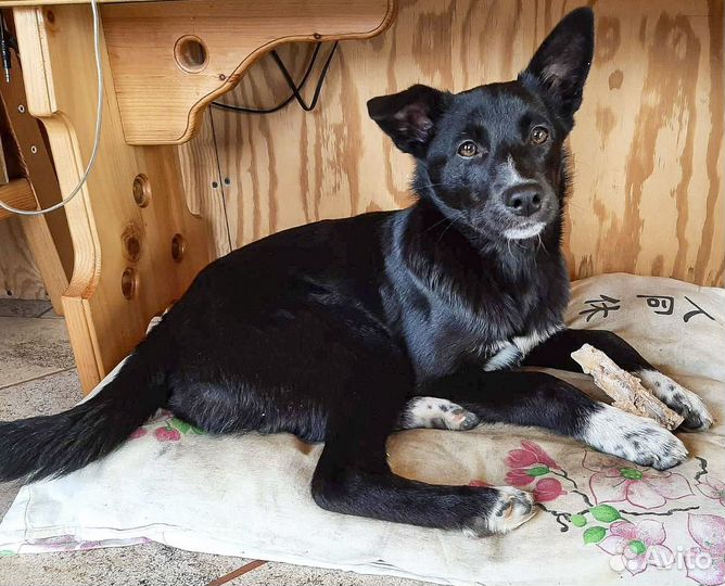 Привитая Ласка - ласковая щенок-девочка подросток