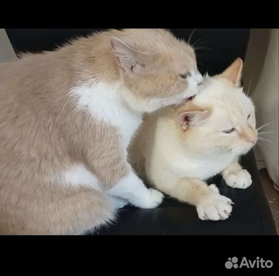 Весёлая парочка кошка и кот. Стерильные