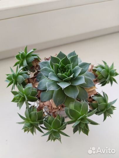 Садовые многолетники,кустарники,суккуленты