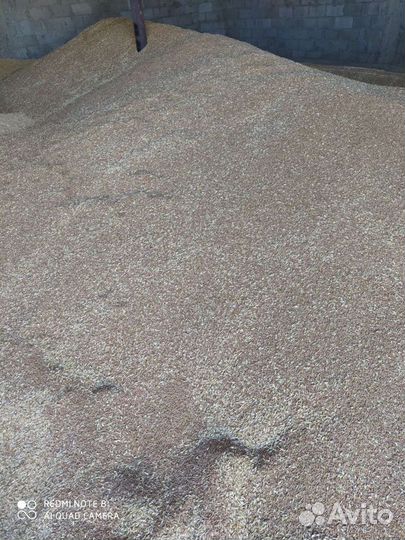 Пшеница ячмень