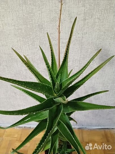 Алоэ цветущее