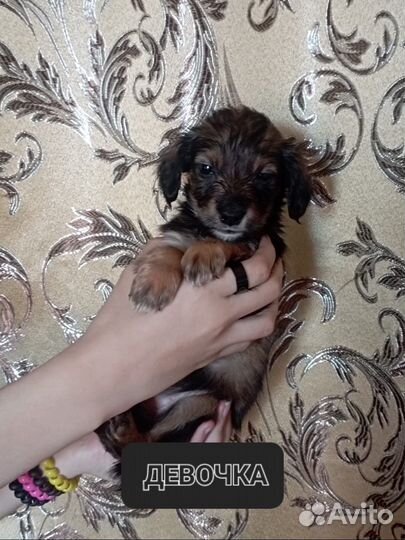 Английский кокер спаниель