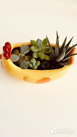 Суккуленты набор