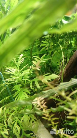 Аквариумные растения прополка