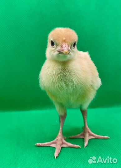 Индейка суточная индюшата Краснодар