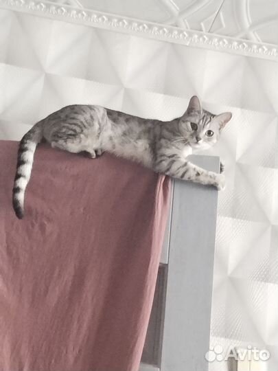 Кошечка ласковая в добрые руки