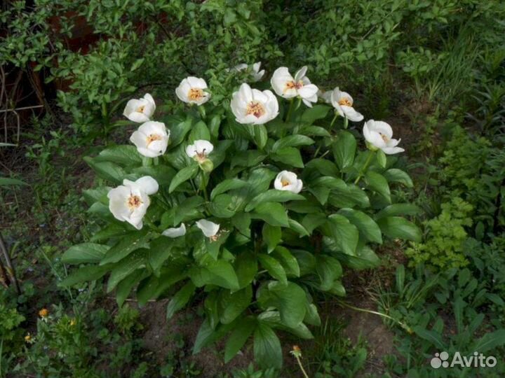 Пионы саженцы Пион Виттманна