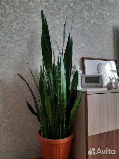 Сансевиерия Trifasciata 