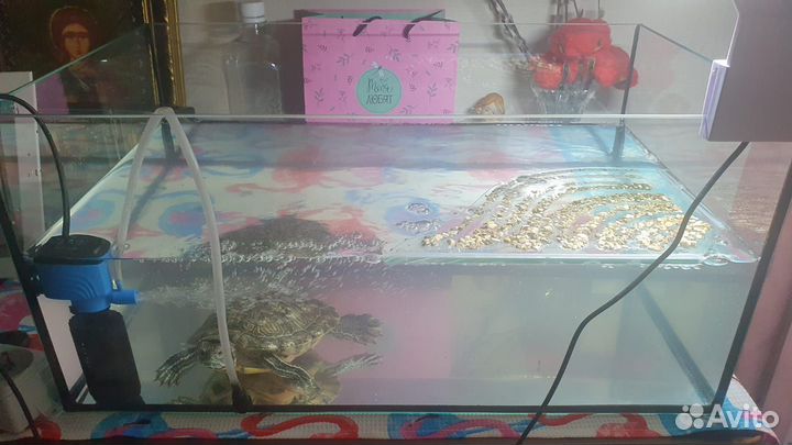 Аквариум террариум с черепахой
