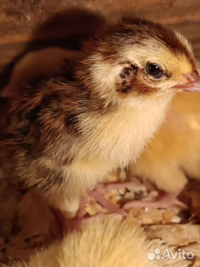 Суточные перепела