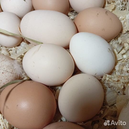 Яйцо куриное. индюшиное инкубационное