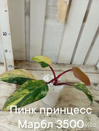 Комнатные цветы растение филодендроны коллекционны