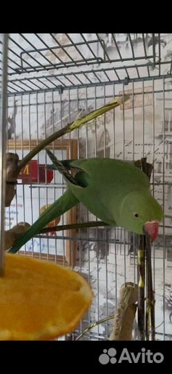 Ожереловый попугай