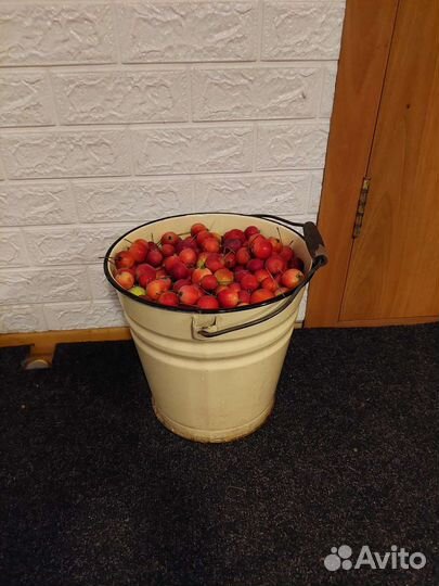 Яблоки ранетки