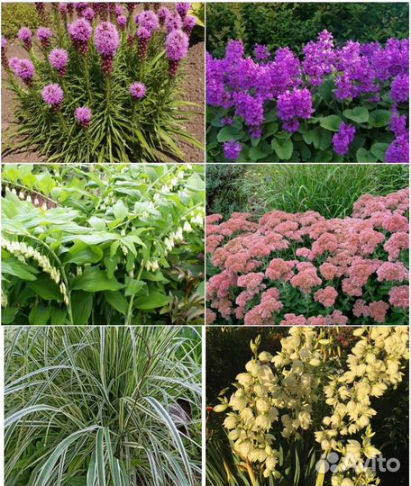 Многолетние цветы для Вашего сада