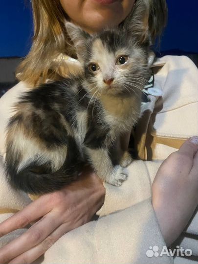 Котенок в добрые руки