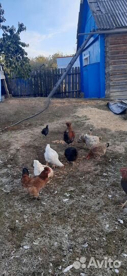 Куры домашние