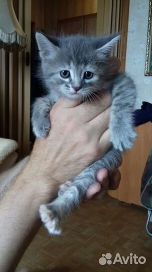 4 котенка: 1 девочка и 3 мальчика