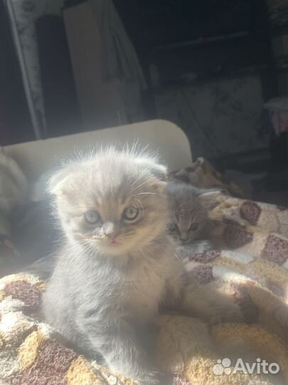 Шотландские котята