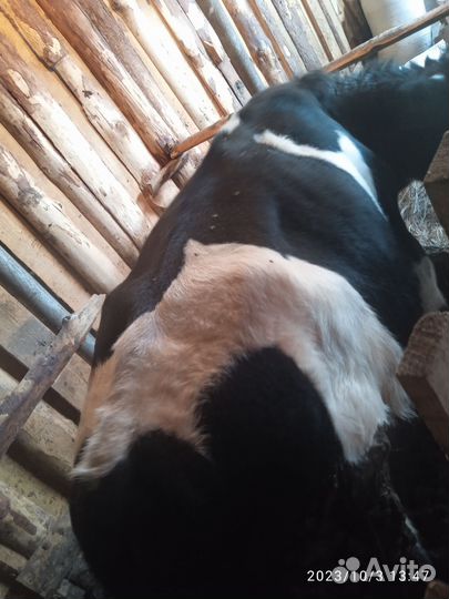 Бычки и быки 1 год