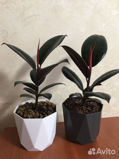 Фикус Черный Принц Робуста Эластика каучуконосный