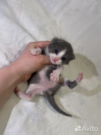 Котенок мальчик