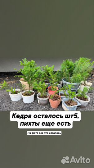 Пихта,кедр Алтайские