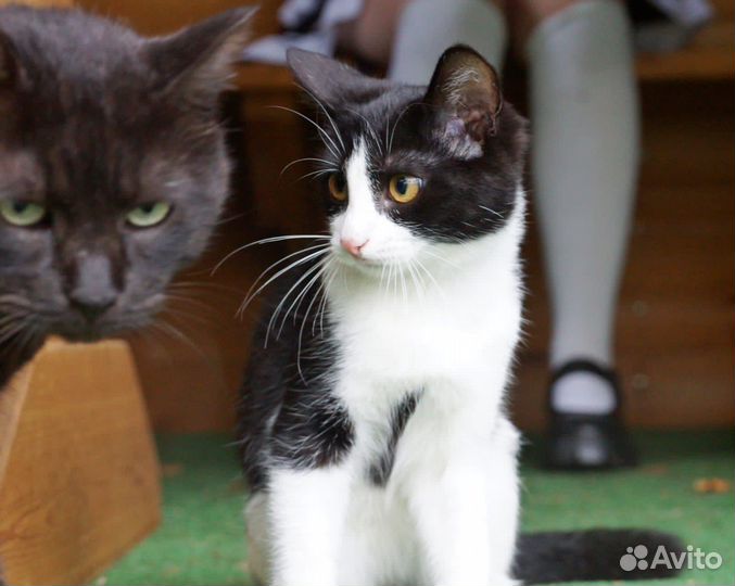 Котик, 3 мес