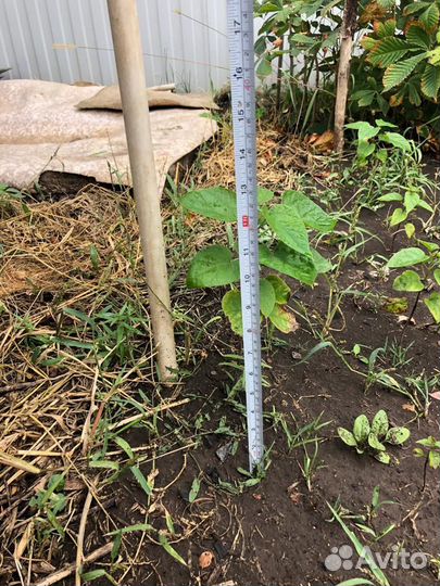 Саженцы катальпы