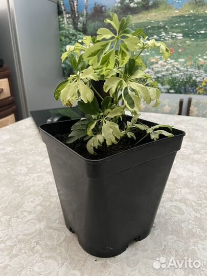 Комнатное растение