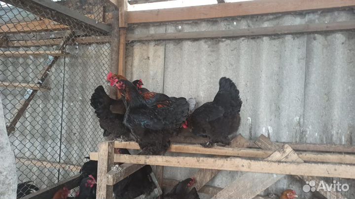 Куры Брама,Кохи,Петухи,Утки Подсадные