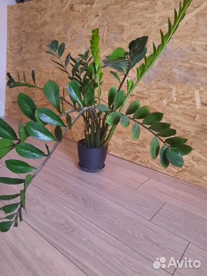 Замиокулькас