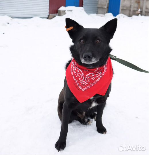 Собака в добрые руки