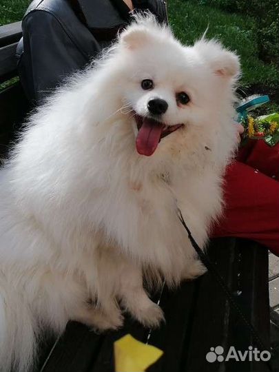 Собака Шпиц белый