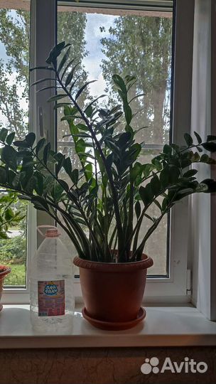 Замиокулькас