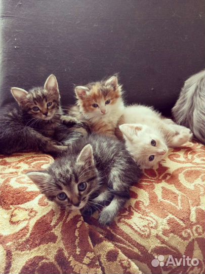 Котики в дар