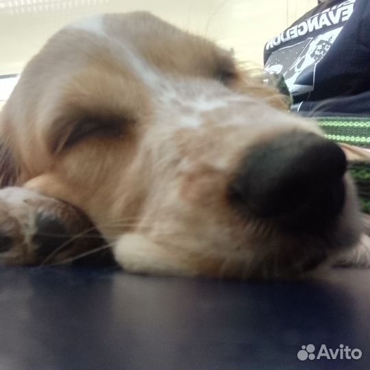 Русский спаниель