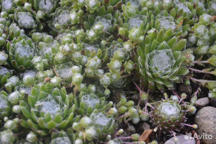 Молодило Каменная Роза - набор 17 сортов 25шт