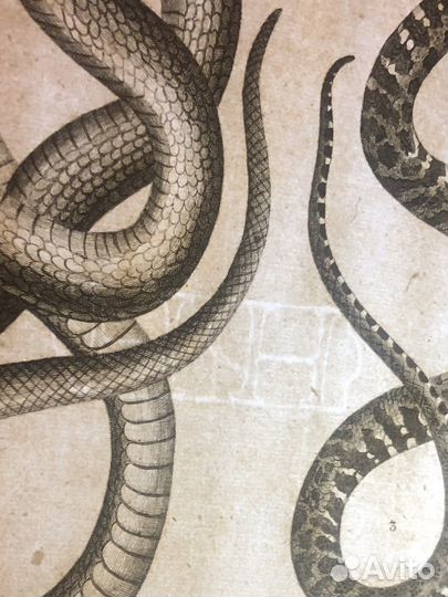 Старинная гравюра