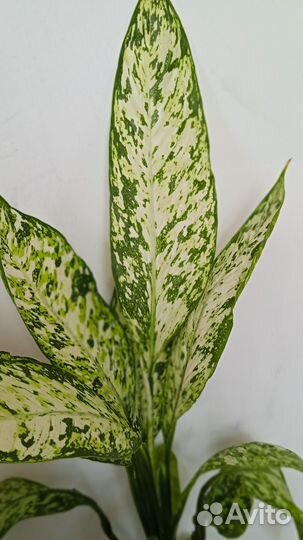 Диффенбахия Везувий