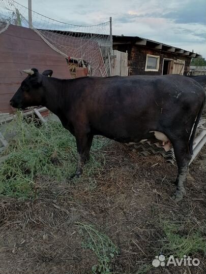 Продам коров