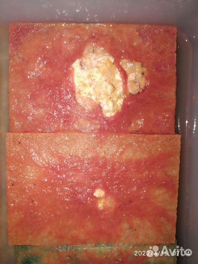 Живой корм для аквариумных рыб