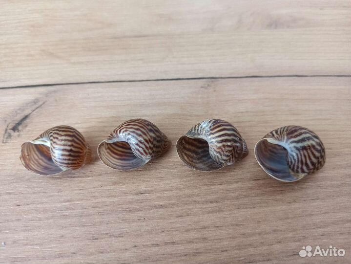 Морская раковина