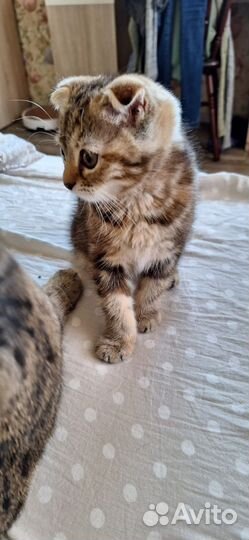 Котёнок (девочка)шотландская вислоухая