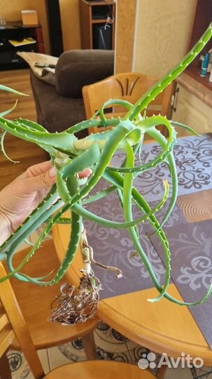 Отросток алоэ с корнями