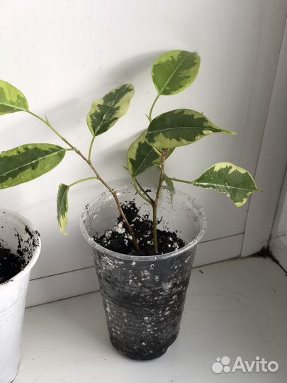 Фикус бенджамина пестролистный