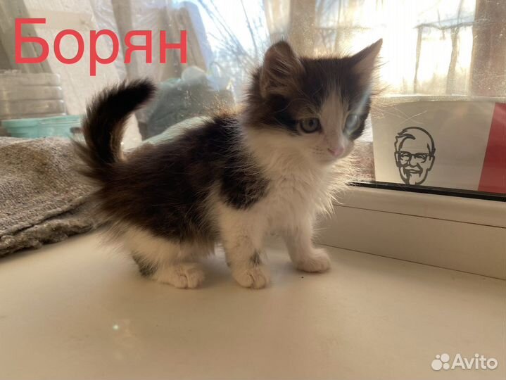 Котята в добрые руки