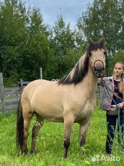 Кобыла под детей, 5 лет, 144вх